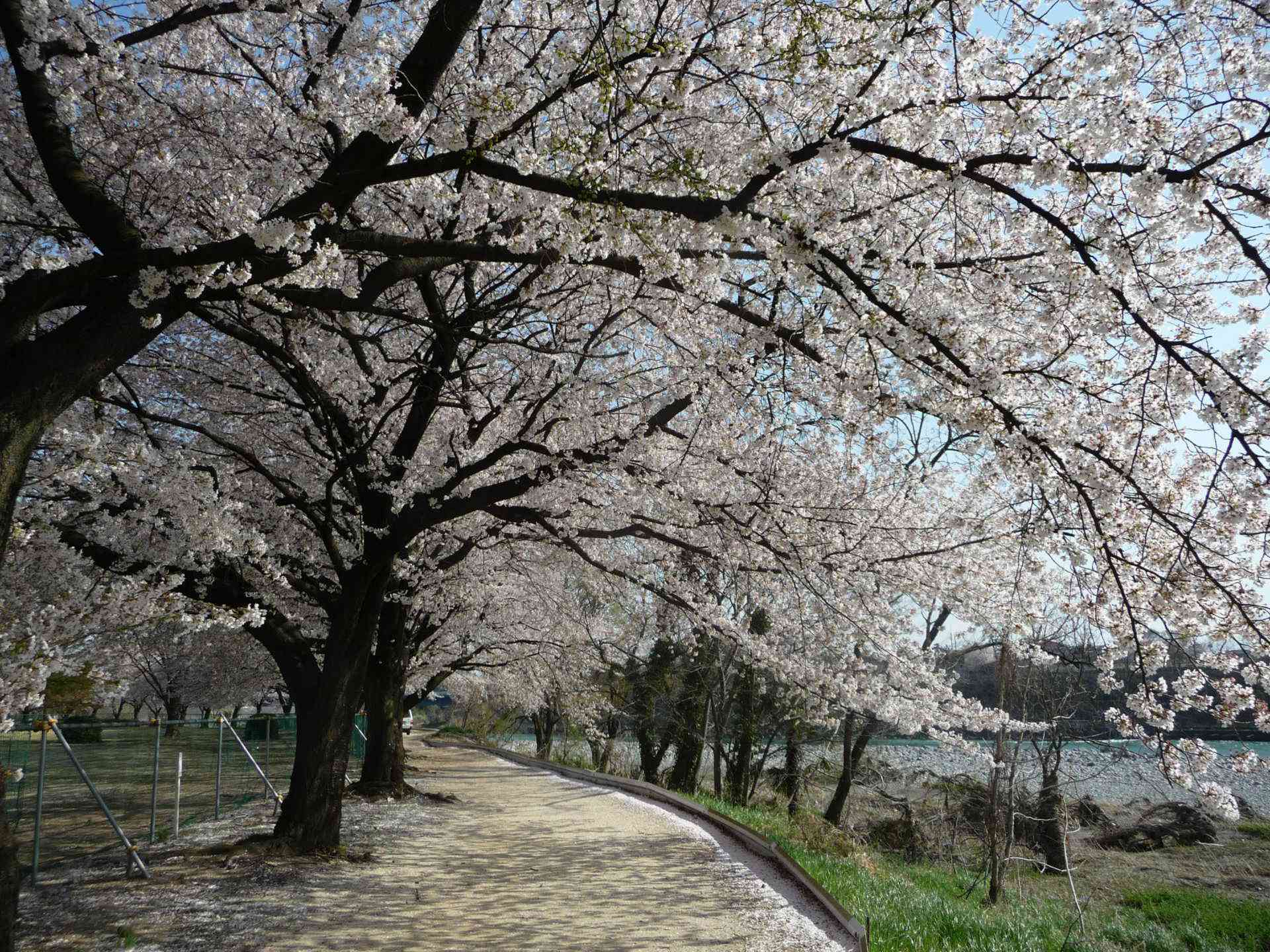 桜